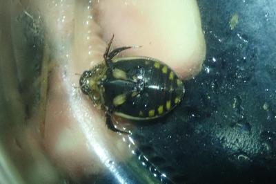 <i>Acilius sulcatus</i>