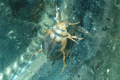 <i>Hygrobia hermanni</i>