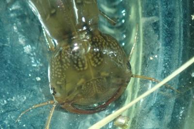 <i>Dytiscus</i>