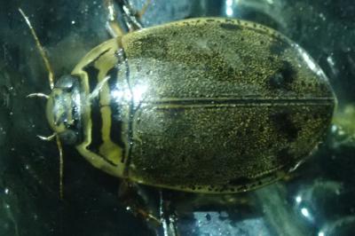 <i>Acilius sulcatus</i>