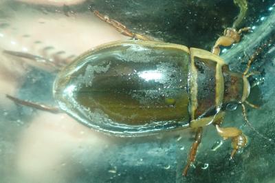 <i>Dytiscus marginalis</i>