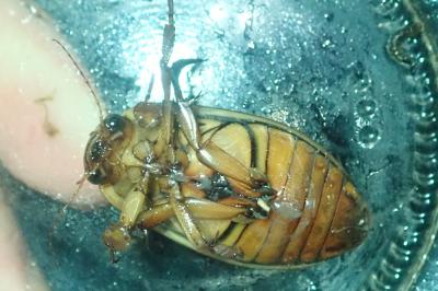 <i>Dytiscus marginalis</i>
