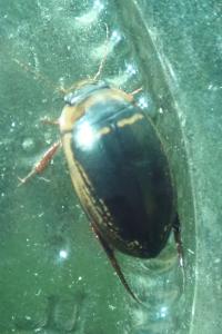 <i>Hydaticus transversalis</i>