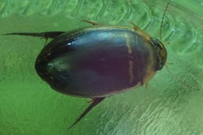 <i>Hydaticus transversalis</i>