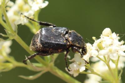 <i>Valgus hemipterus</i>