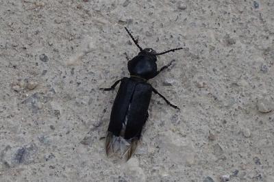 <i>Spondylis buprestoides</i>