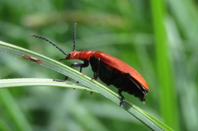 <i>Pyrochroa serraticornis</i>