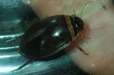 <i>Graphoderus cinereus</i>