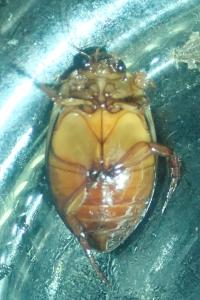 <i>Graphoderus cinereus</i>