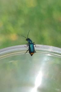 <i>Clanoptilus elegans</i>