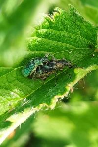 <i>Phyllobius pomaceus</i>