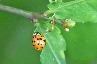 <i>Harmonia axyridis</i>