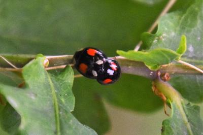 <i>Harmonia axyridis</i>