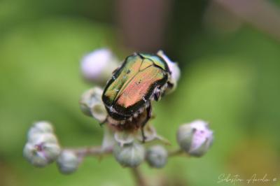 Cetonia aurata