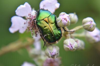 <i>Cetonia aurata</i>