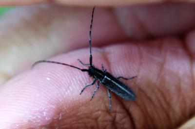 <i>Agapanthia cardui</i>