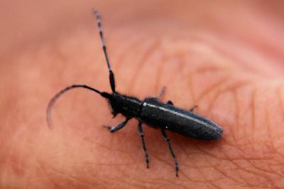 <i>Agapanthia cardui</i>