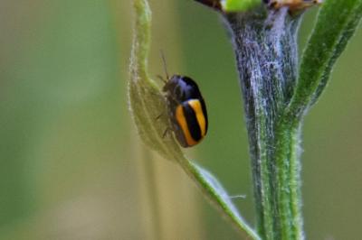 <i>Cryptocephalus vittatus</i>