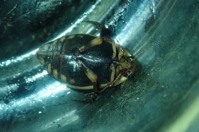 <i>Acilius sulcatus</i>