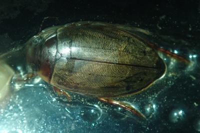 <i>Colymbetes fuscus</i>