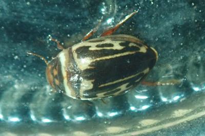 <i>Platambus maculatus</i>