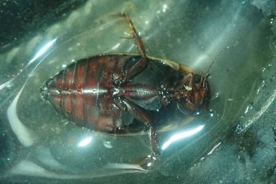 <i>Colymbetes fuscus</i>