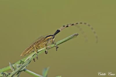 <i>Agapanthia dahli</i>