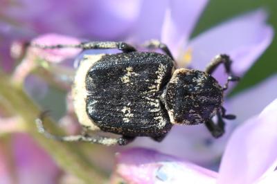 <i>Valgus hemipterus</i>