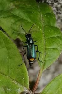 <i>Clanoptilus elegans</i>