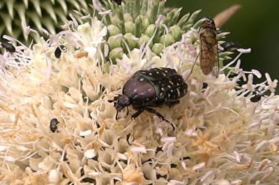 <i>Oxythyrea funesta</i>