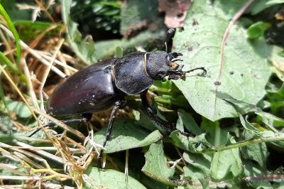 <i>Lucanus cervus cervus</i>
