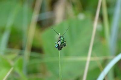 <i>Oedemera nobilis</i>
