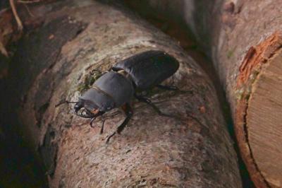 <i>Dorcus parallelipipedus</i>