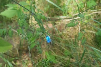 <i>Hoplia coerulea</i>