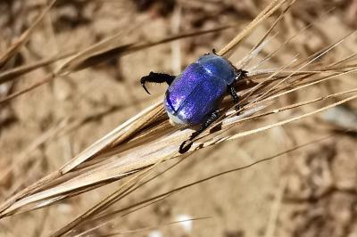 <i>Hoplia coerulea</i>