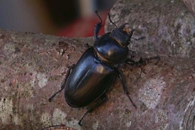 <i>Lucanus cervus</i>