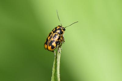 <i>Pachybrachis hieroglyphicus</i>