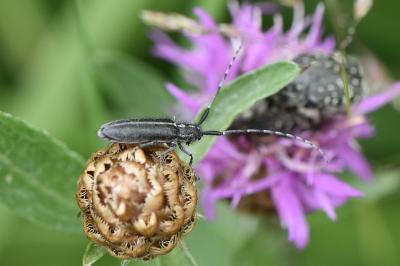 <i>Agapanthia cardui</i>