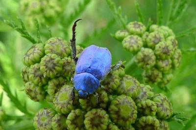 <i>Hoplia coerulea</i>