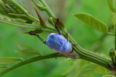 <i>Hoplia coerulea</i>