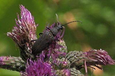 <i>Stictoleptura scutellata</i>