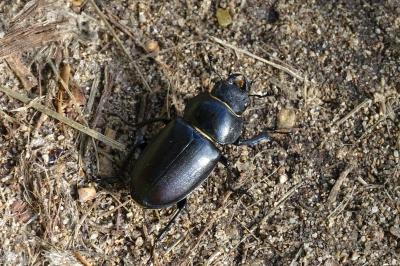 <i>Lucanus cervus cervus</i>