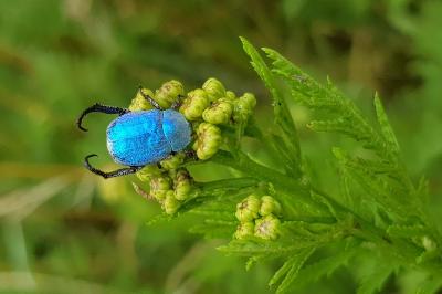 <i>Hoplia coerulea</i>
