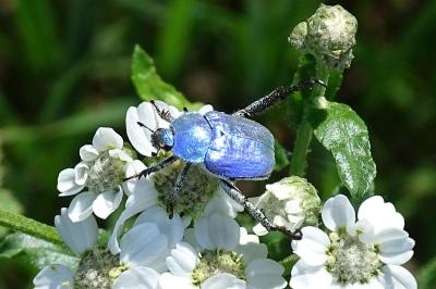 <i>Hoplia coerulea</i>