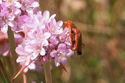 <i>Rhagonycha fulva</i>