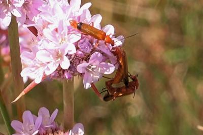 <i>Rhagonycha fulva</i>