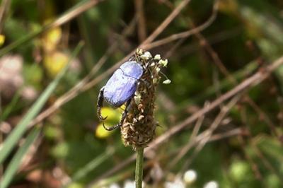 <i>Hoplia coerulea</i>