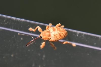 <i>Curculio nucum</i>