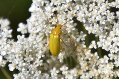 <i>Cteniopus sulphureus</i>
