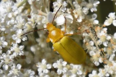 <i>Cteniopus sulphureus</i>